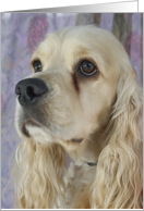 Cooper the American Cocker Spaniel card