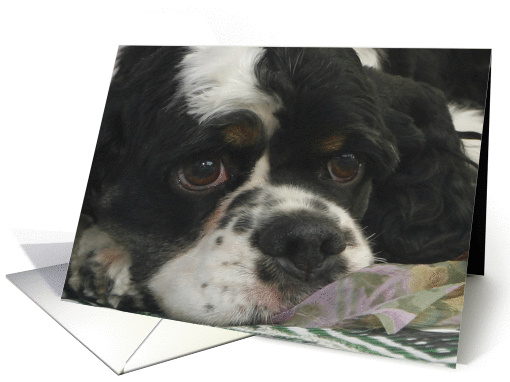 Kelly the American Cocker Spaniel card (424307)