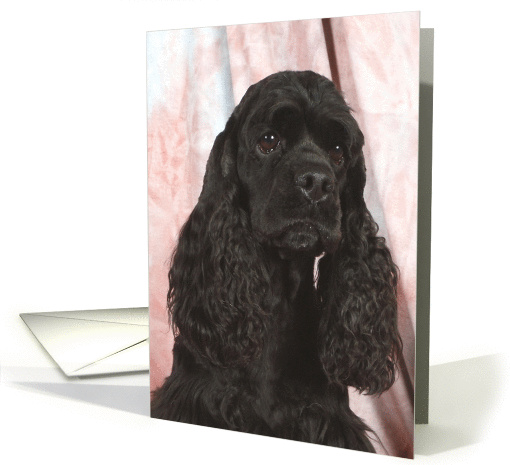 Tara  the American Cocker Spaniel card (424311)