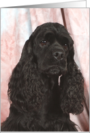 Tara the American Cocker Spaniel card