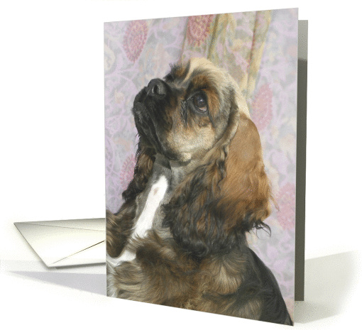 Kaitlyn the American Cocker Spaniel Puppy card (424412)