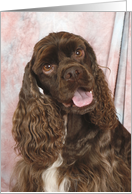 Spencer the American Cocker Spaniel card