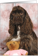 Spencer the American Cocker Spaniel with his Teddy Bear card