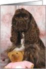 Spencer the American Cocker Spaniel with his Teddy Bear card