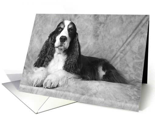 Bradley the English Springer Spaniel card (424430)