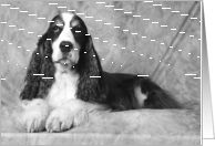 Bradley the English Springer Spaniel card