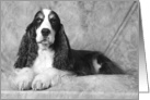 Bradley the English Springer Spaniel card