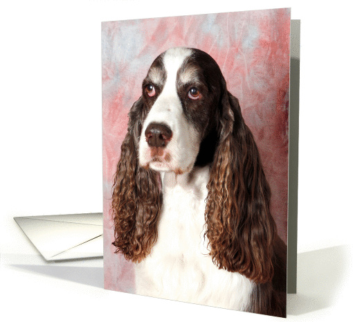 Bradley the English Springer Spaniel headshot card (424431)