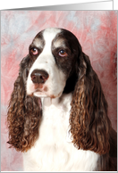 Bradley the English Springer Spaniel headshot card