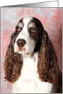 Bradley the English Springer Spaniel headshot card