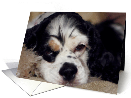 Indie the American Cocker Spaniel closeup card (424438)