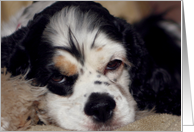 Indie the American Cocker Spaniel closeup card