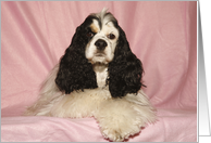 Indie the American Cocker Spaniel Pretty in Pink card