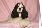 Indie the American Cocker Spaniel Pretty in Pink card