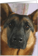 Willow the German Sheperd Dog card