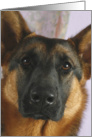 Willow the German Sheperd Dog card