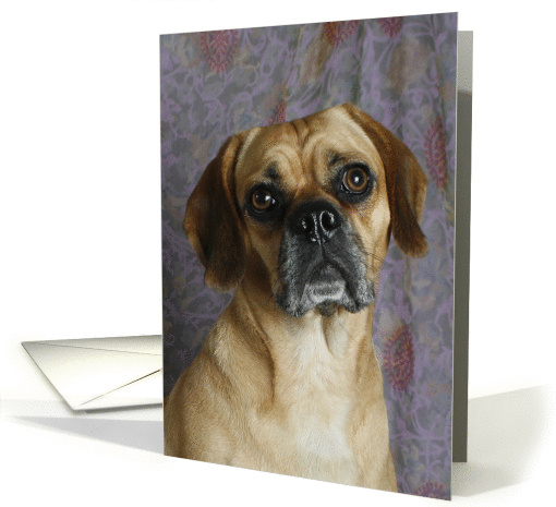 Maya the Puggle card (424486)