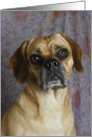 Maya the Puggle card