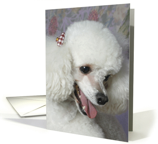 Lulu the Toy Poodle card (424490)