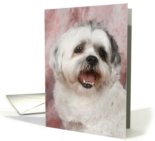 Miko the Shih Tzu card (424499)