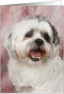 Miko the Shih Tzu card