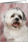 Miko the Shih Tzu card