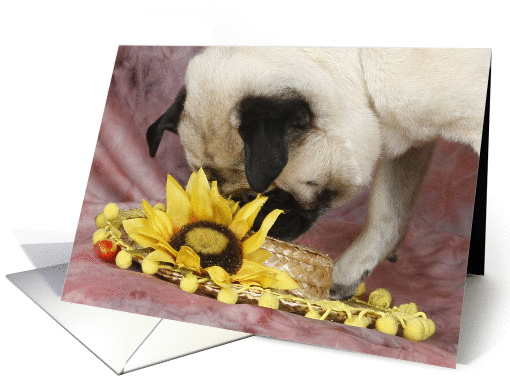 Lola the Pug checks out the Daisy Hat card (424501)