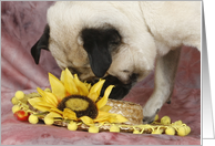 Lola the Pug checks out the Daisy Hat card