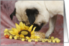 Lola the Pug checks out the Daisy Hat card