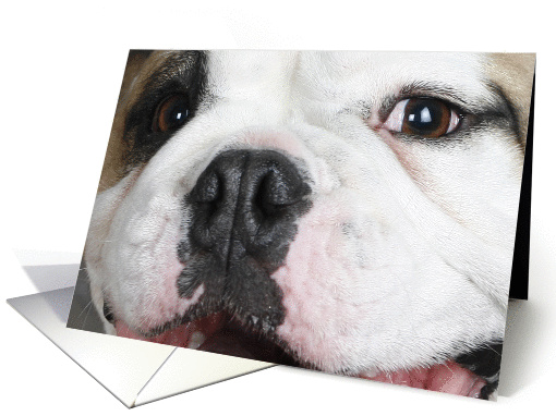 Mugsy the English Bulldog card (424510)