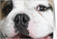 Mugsy the English Bulldog card