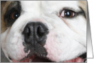 Mugsy the English Bulldog card