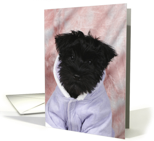 Jasmine the Miniature Schnauzer puppy card (424514)