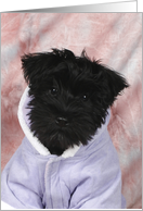 Jasmine the Miniature Schnauzer puppy card