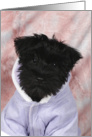 Jasmine the Miniature Schnauzer puppy card