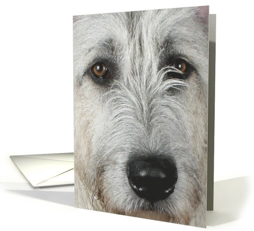 Niamh the Irish Wolfhound card (424530)