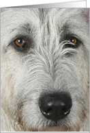Niamh the Irish Wolfhound card