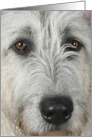 Niamh the Irish Wolfhound card