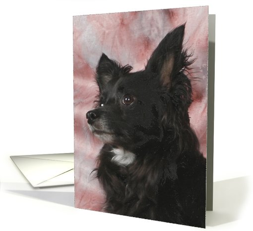 Charlie the Long Haired Chihuahua card (424531)