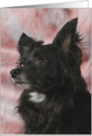 Charlie the Long Haired Chihuahua card
