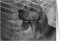 Jethro the Redbone Coonhound card