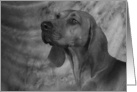 Jethro the Redbone Coonhound card