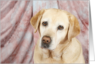 Hetty the Yellow Labrador Retriever card