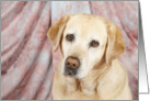 Hetty the Yellow Labrador Retriever card