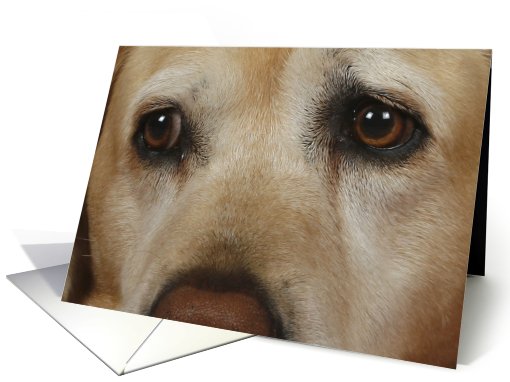 Hetty the Yellow Labrador Retriever card (426296)