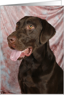 Bear the Chocolate Labrador Retriever card