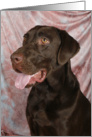 Bear the Chocolate Labrador Retriever card