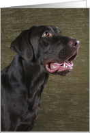 Bear the Chocolate Labrador Retriever card