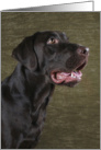 Bear the Chocolate Labrador Retriever card