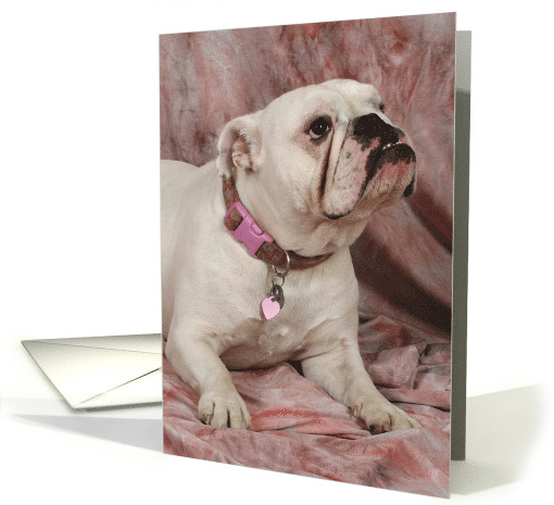 Reyna the English Bulldog card (426301)